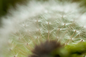 close up of a dandelion seed
