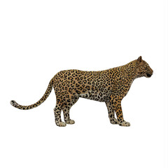 Obraz premium Cheetah