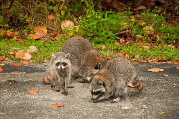 Group of raccoons on asfalt