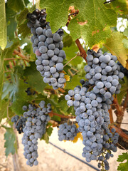 Fototapeta premium Grapes on the vine