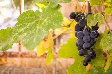 Red grape in wine yard