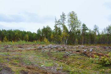 View of the forest clearing. Destruction of the forest by man.