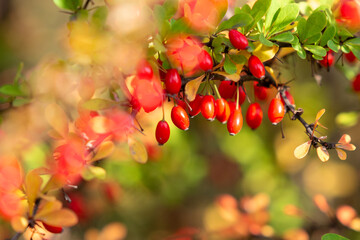 Branch of berberies full of ripe red berries