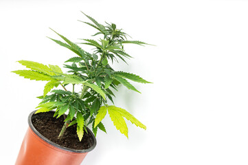 marijuana plant in a pot on a white background
