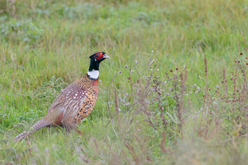 Pheasant in green grass at hunting season in France