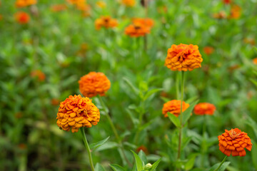 vibrant zinnia flowers blooming in the garden, soft focus