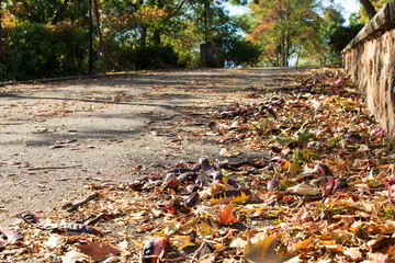Lively closeup of  autumn leaves and maple leaves in park at sunny weather