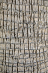 tronco corteza palmera textura madera almería 4M0A3108-as22