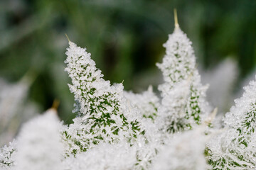 in autumn after a night frost