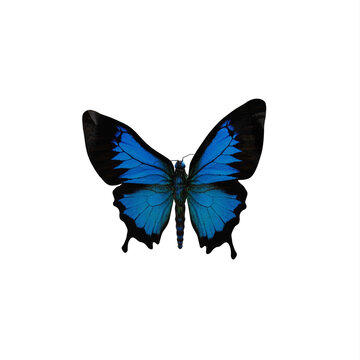 Cobalt blue butterfly