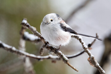 Long-tailed tit