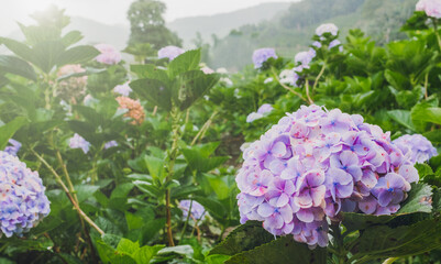 purple hydrangea on green leaves in hydrangea field against sunlight background, camera flare