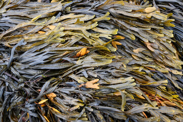 Green orange seaweed, sea moss