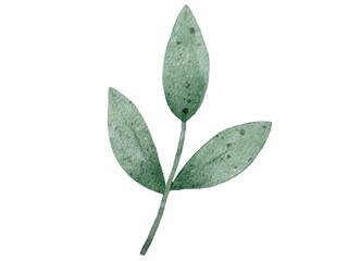 leaf isolated on white background