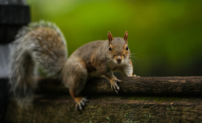Squirrel standing on a bench in a park. Wildlife forest mammal animal photography.
