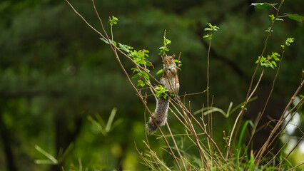Squirrel standing and eating from a small tree with tiny branches. Wildlife mammal animals photography in the forest.