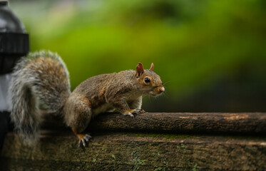 Squirrel standing on a bench in a park. Wildlife forest mammal animal photography.