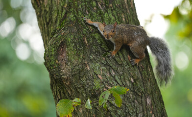 A squirrel hanged by a tree and playing on its bark. Wildlife mammal animals in the park or forest.