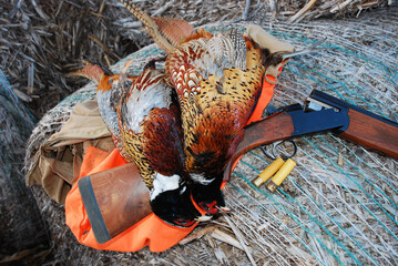 Pheasants with shotgun 