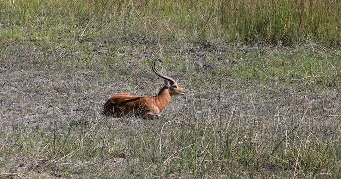 Male of Antelope lechwe (Kobus leche), or southern lechwe resting in Moremi game reserve, Okavango delta, Botswana, Africa safari wildlife and wilderness