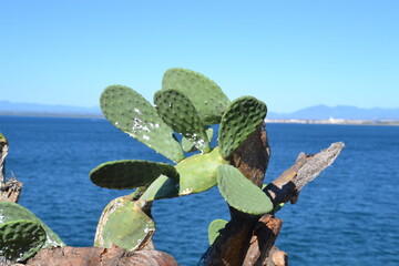 Cactus sur mer