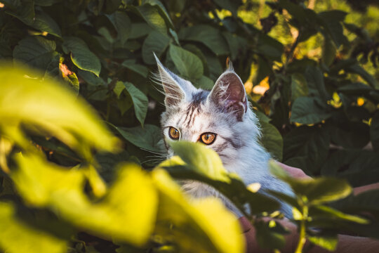 Katze / Garten