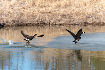Canada Geese Taking Off And Landing On A Partially Frozen Pond