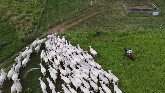 Cowboys on horseback with white cows in Santa Cruz - Bolivia