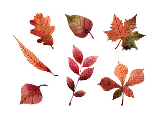Obraz premium Watercolor hand drawn illustration of fall leaves. Isolated objects on white background. For creating various autumn designs