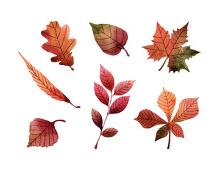 Watercolor hand drawn illustration of fall leaves. Isolated objects on transparent background. For creating various autumn designs