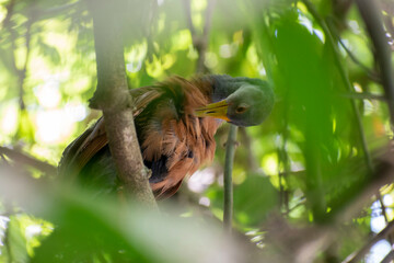 bird in a tree