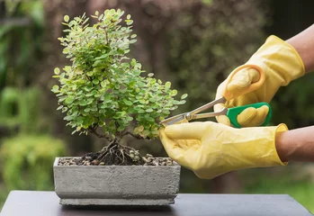  Hands of person using scissors to cut the leaves and branches of a bonsai tree placed on a table. © mintra