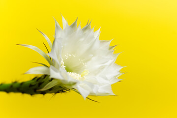 Close-up of beautiful white flower of cactus on yellow background.