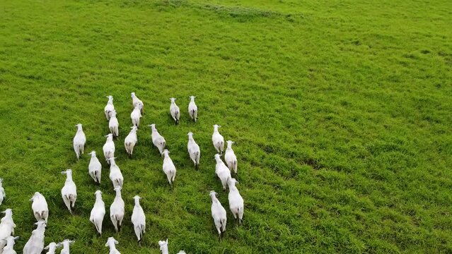 Cowboys on horseback with white cows in Santa Cruz - Bolivia