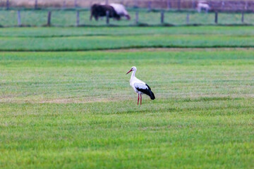 A white stork on a green meadow before departure to the south