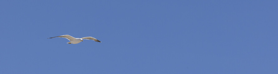 Mouette en vol sur fond de ciel bleu