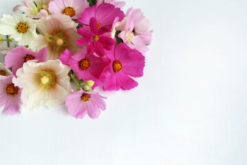 Bouquet of pink flowers on a white background. Festive flower arrangement. Background for a greeting card.