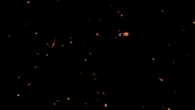 Video of maple trees falling [Loop processed]