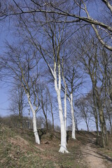 Wei&szlig;e B&auml;ume