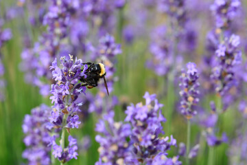 Big insect pollinator Bumblebee sucking from fragrant lavender flowers