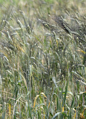 ears of an ancient wheat grown exclusively in Italy called SENATORE CAPPELLI