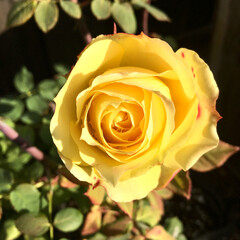 yellow rose in garden
