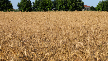 ears of organic wheat grown without the use of chemical pesticides almost ready for harvest