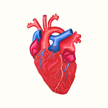 Anatomical Human Heart with Aorta and Veins Isolated on White Background. Muscular Organ of the Human Cardiovascular System. Medical Care Concept. Vector Illustration.