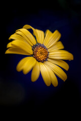 Macro Photo eine Blumen Blüte