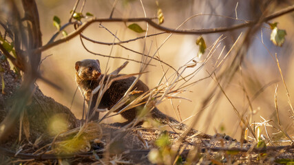Common dwarf mongoose (Helogale parvula), Sabi Sands Game Reserve, South Africa.