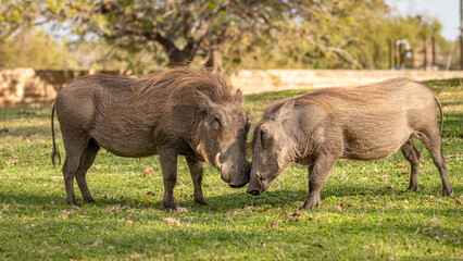 A male and female warthog (Phacochoerus africanus) grazing, Sabi Sands Game Reserve, South Africa.