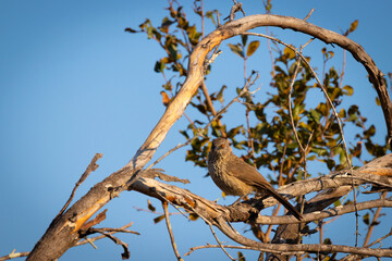 Arrow-marked babbler (Turdoides jardineii), Sabi Sands Game Reserve, South Africa.