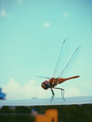 dragonfly on a leaf