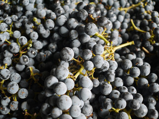 Grapes on the vine